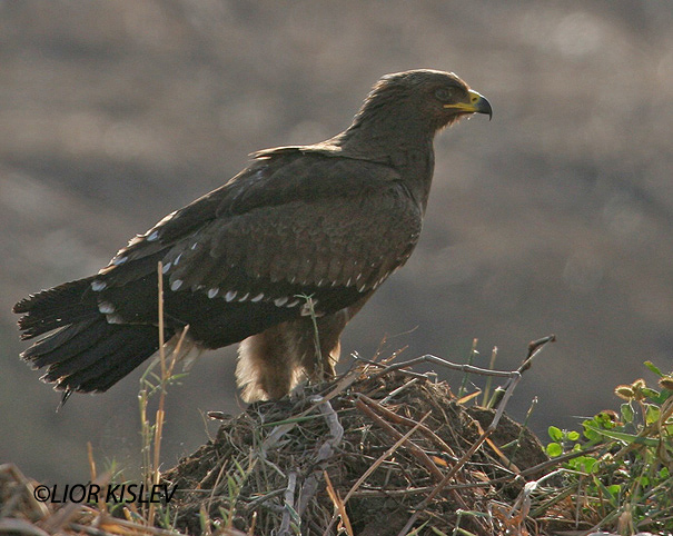 עיט חורש Lesser Spotted Eagle Aquila pomarina                                 עמק עכו אוקטובר 2005